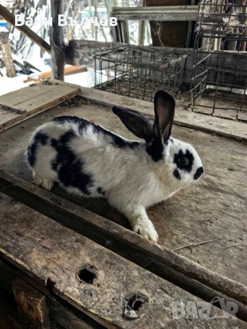 Продавам зайци заклани или живи