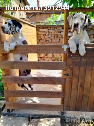 Кученце Немски дог , снимка 6 - Немски дог - 52495858