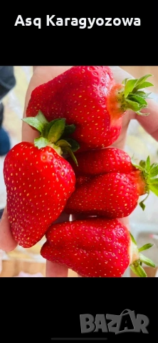 Разсад Ядоги и Малини