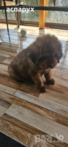 Продавам  Тибетски мастив , снимка 5 - Мастиф - 53865281