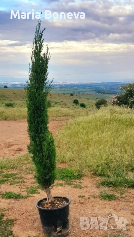 Кипарис Средиземноморски Тотем 100-110 см , снимка 5 - Градински цветя и растения - 53841380
