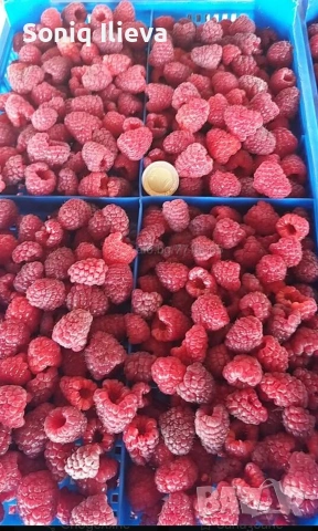 продавам разсад ягоди, снимка 14 - Разсади - 53905580