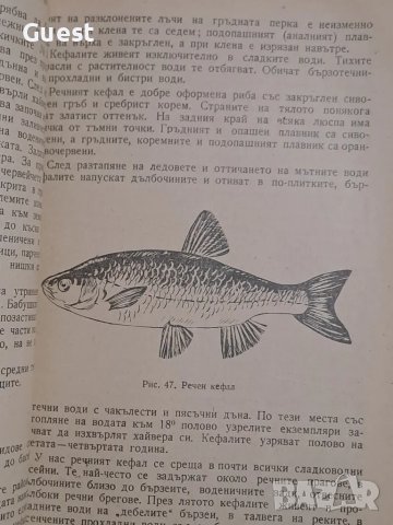 Риболов с въдица , снимка 4 - Енциклопедии, справочници - 48483163