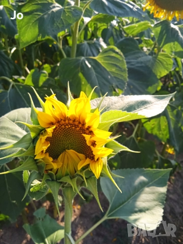 Купуваме земеделски земи в община Пазарджик, снимка 1