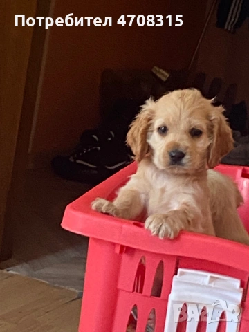 Кокер шпаньол момче  карамел ваксина, снимка 6 - Кокер шпаньол - 54275011