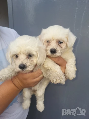 продавам мини малтезери, снимка 1