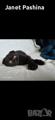 Клепоухи шотландски котета , снимка 6 - Британска късокосместа - 50742620