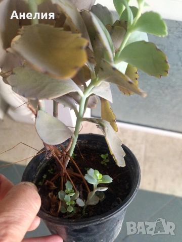 Каланхое лаксифлора с оранжеви камбанки, снимка 3 - Стайни растения - 54219888