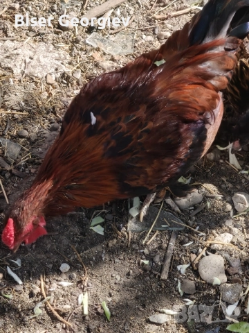 джинки различни цветове млади мъжки и женски , снимка 4 - За птици - 51853244