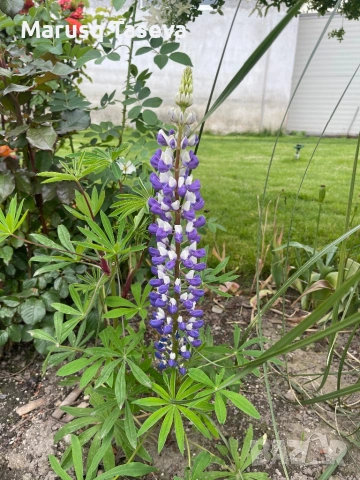 Лупина няколко вида , снимка 7 - Градински цветя и растения - 53818007