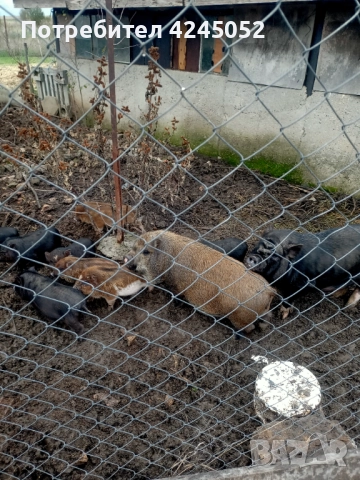 Виетнамски прасенца, отбити на 60+ дни., снимка 2 - Други - 52400139