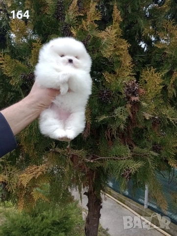 Померани. Момче и момиче. Реални снимки!, снимка 4 - Померан - 53666350