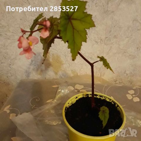 Комплект Бегонии, снимка 4 - Стайни растения - 45658587