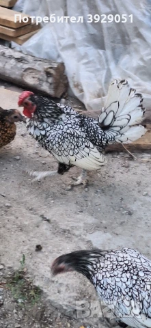продавам ярки и петли зибрайт, снимка 8 - Кокошки и пуйки - 50129003