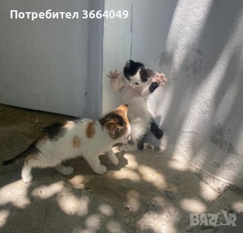 Подарявам котенца , снимка 4 - Други - 45947159