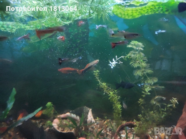 Декоративни рибки , снимка 6 - Рибки - 53498814