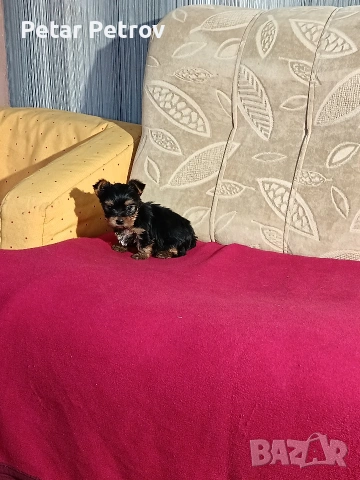 Йоркширски териер мини , снимка 9 - Йоркширски териер - 53883069