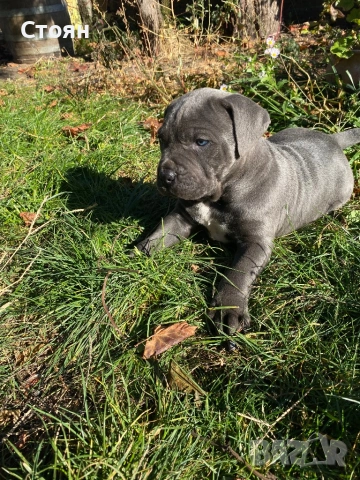 Кане корсо , снимка 4 - Кане корсо - 53258512