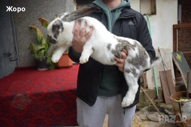 Зайци за разплод, снимка 8 - Други животни - 53611714