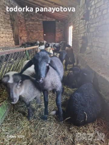 Продавам агнета, снимка 1