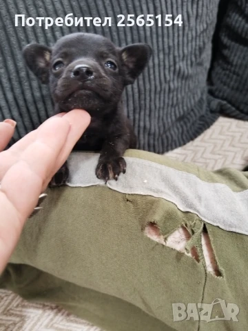 Малка шепичка любов, снимка 1