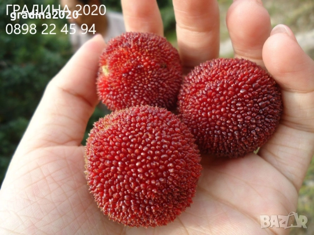 Ягодово дърво - Арбутус