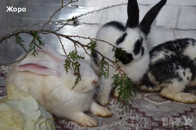 Зайци за разплод, снимка 18 - Други животни - 53611714
