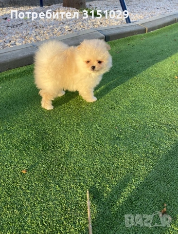 Померан мини шпиц, снимка 6 - Померан - 54204460