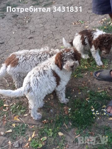 Кученца Лагото романьоло от работещи родители, снимка 14 - Други - 45843653