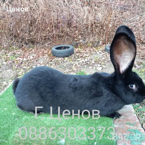 Продавам зайци великани, снимка 6 - Други - 49729000
