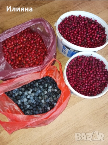 Песто от Коприва,Глог,Шипка,Самардала,Манголд,Розмарин,Коприва,Лапад, снимка 5 - Домашни продукти - 44686378