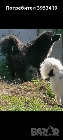 каракачански кученца със доказан произход, снимка 11 - Каракачанска овчарка - 52579680