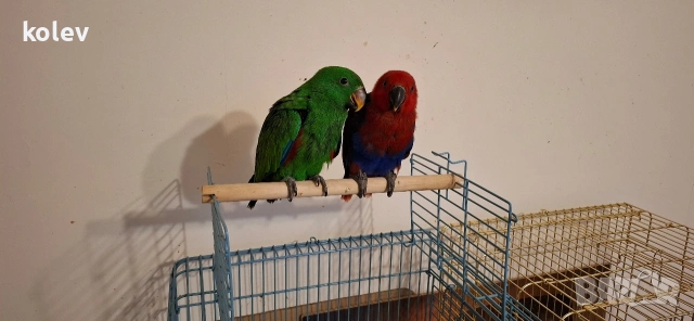 Папагал Еклектус мъжки /бебе , снимка 14 - Папагали - 53571247