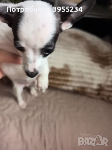 Продавам куче