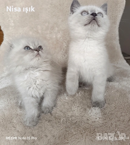 побързайте з да си спинкате с тях в Хасково, снимка 2 - Британска късокосместа - 54004063