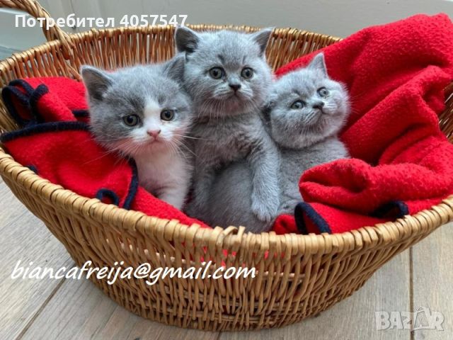 Продавам 4 сладки котенца, могат да дойдат с вас веднага, снимка 1 - Британска късокосместа - 45161360
