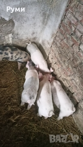 Продавам прасенца, снимка 7 - Прасета - 52672895