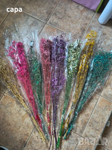 Сух гипсофил 