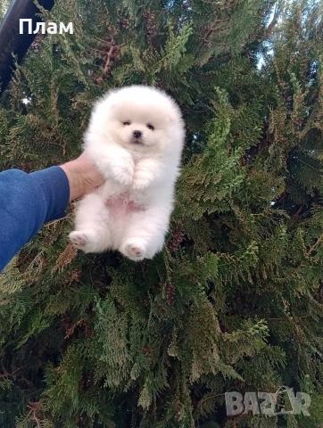 Мъжки и женски Померани.Реални снимки !, снимка 5 - Померан - 54170033