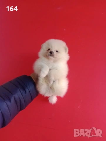 Померан. Реални снимки от 12.02.26 г.Померани., снимка 10 - Померан - 53035164