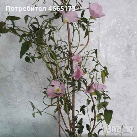 Розова Йонотера, снимка 2 - Градински цветя и растения - 54268726