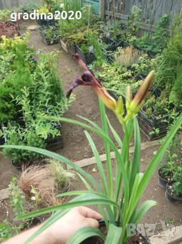 Хемерокалис Налични 5 вида, снимка 6 - Разсади - 50705358