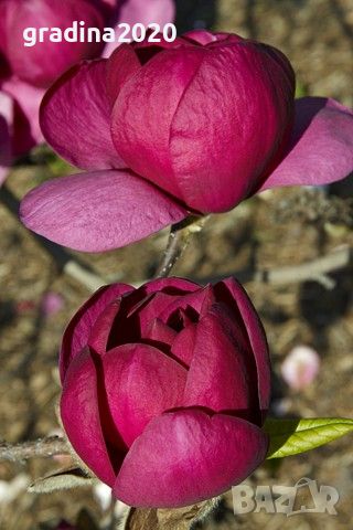 Магнолия “Черно Лале” / Magnolia “Black Tulip”, снимка 2 - Разсади - 45865900