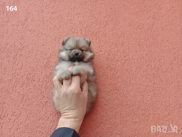 Мъжки Померан. Снимки от 18.02.26 г. , снимка 5 - Померан - 53508637