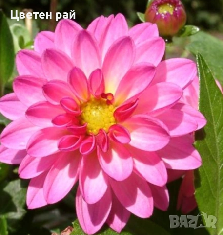 Грудки на няколко цвята далии , снимка 17 - Градински цветя и растения - 53770861