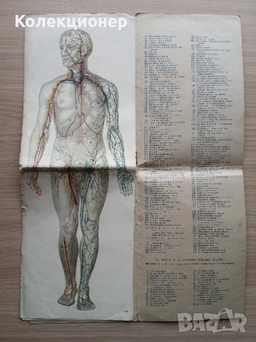 Анатомичен модел, фотоиздателство "Георги Пасков" , снимка 4 - Ученически пособия, канцеларски материали - 51875646
