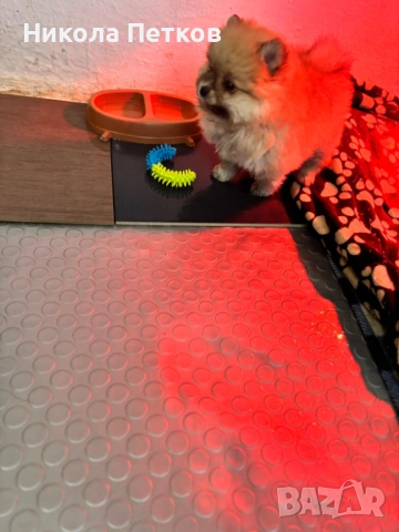 Померан , снимка 4 - Померан - 53099656