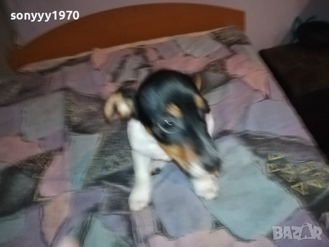 ДЖАК РЪСЕЛ-ЖЕНСКО НА 2 МЕСЕЦА 3110251531, снимка 11 - Джак ръсел териер - 52247345