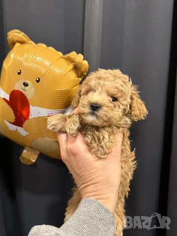 Пудел той , снимка 3 - Пудели - 54304001