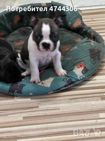 Френски булдочета (мъжки), снимка 6 - Френски булдог - 53571519